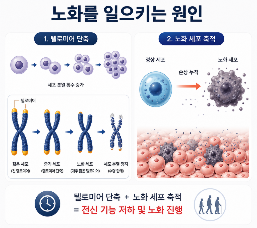 노화 원인인 텔로미어 단축과 노화 세포 축적을 설명하는 이미지. 역노화 연구에서 중요하게 다루는 세포 노화 과정과 신체 기능 저하 원리를 시각화했다.
